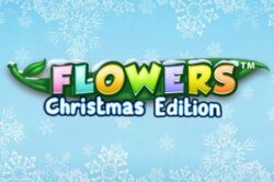 Flowers Christmas Edition