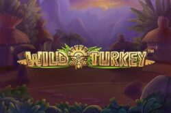Wild Turkey